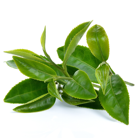 Liposomaal L‑Theanine